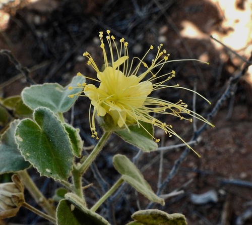 Abutilon exonemum (Abutilon exonemum)
