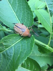 Cosmiomorpha similis