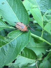 Cosmiomorpha similis