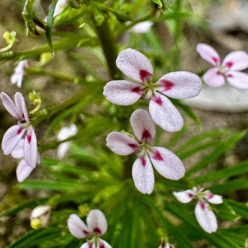 Stylidium adnatum (Stylidium adnatum)