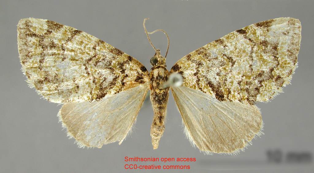 Hydriomena lineata