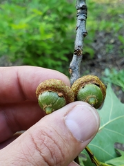 Callirhytis quercusoperator