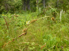 Carex luzulina