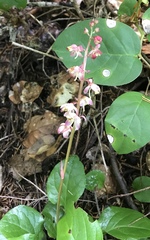 Pyrola asarifolia