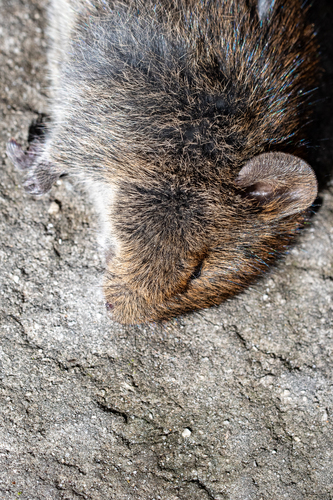 Southern African Vlei Rat