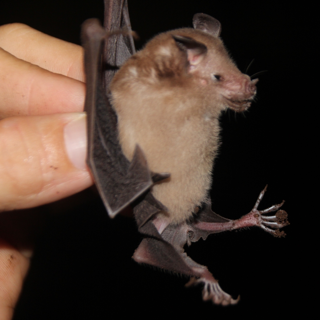 Cuban Flower Bat