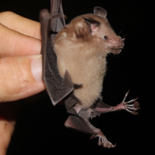 Cuban Flower Bat