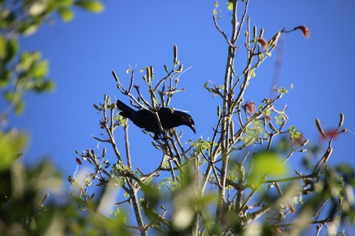 Cuban Crow (Corvus nasicus), photo 8