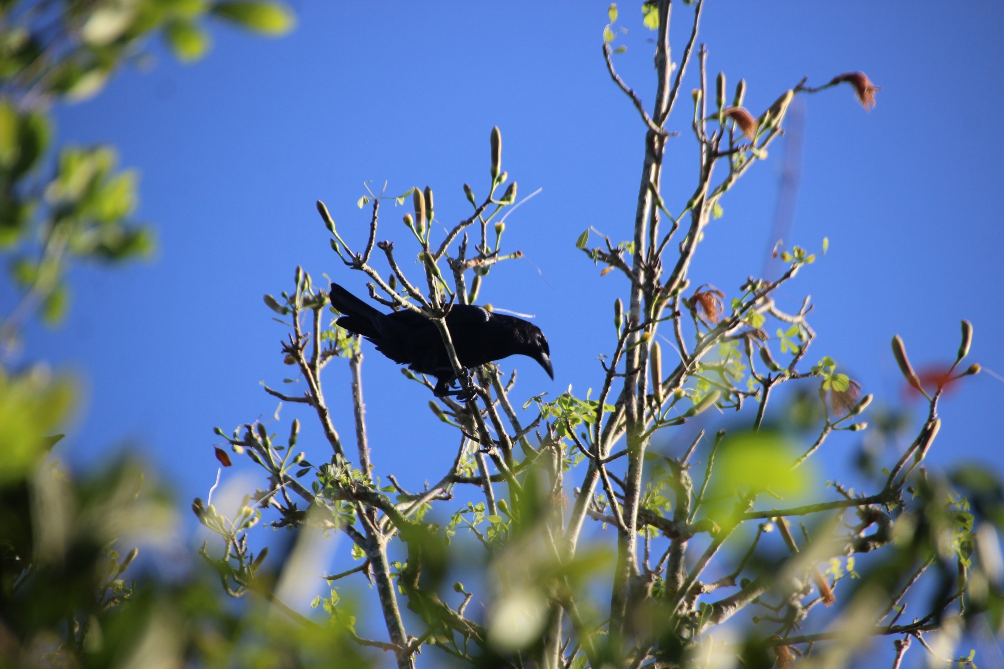 Cuban Crow (Corvus nasicus), photo 9
