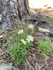 Silene douglasii
