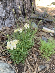 Silene douglasii