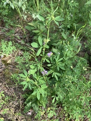 Medicago sativa