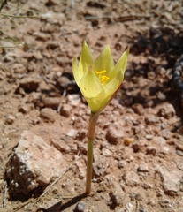 Zephyranthes longifolia