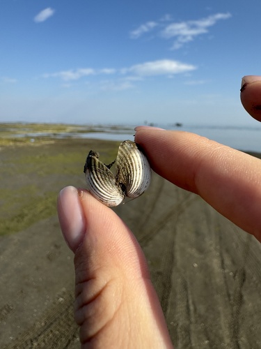 Lagoon Cockle, Каспийское море, Азербайджан, AZ, photo 10 of 10