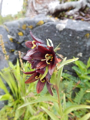 Fritillaria camschatcensis