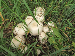 Agaricus xanthodermus