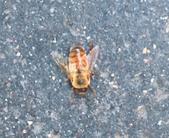 Apis mellifera