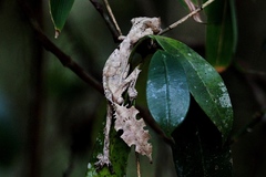Uroplatus phantasticus