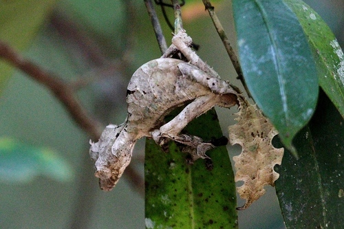 Satanic Leaf-tailed Gecko