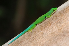 Phelsuma quadriocellata