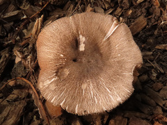 Pluteus ephebeus