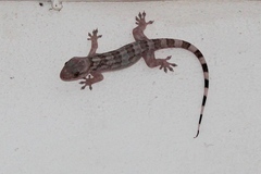 Blaesodactylus