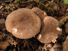 Pluteus ephebeus