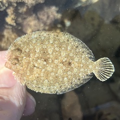 Wide-Eyed Flounder photo 4