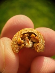 Callirhytis quercusoperator