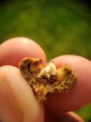 Callirhytis quercusoperator