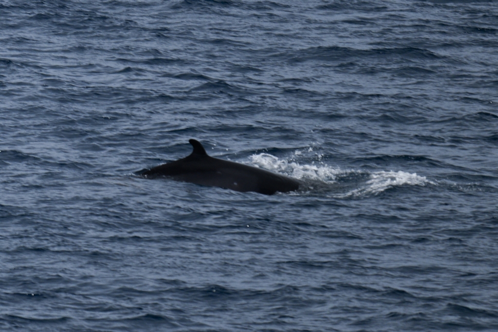 Antarctic minke whale surfacing in dark Antarctic water