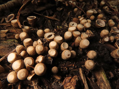 Cyathus olla