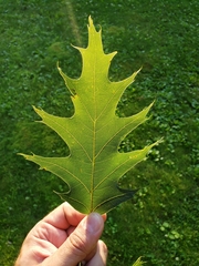 Callirhytis quercusoperator