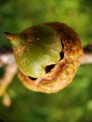 Callirhytis quercusoperator