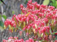 Kalanchoe gastonis-bonnieri
