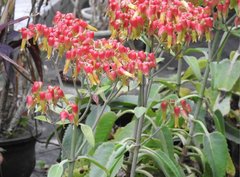 Kalanchoe gastonis-bonnieri