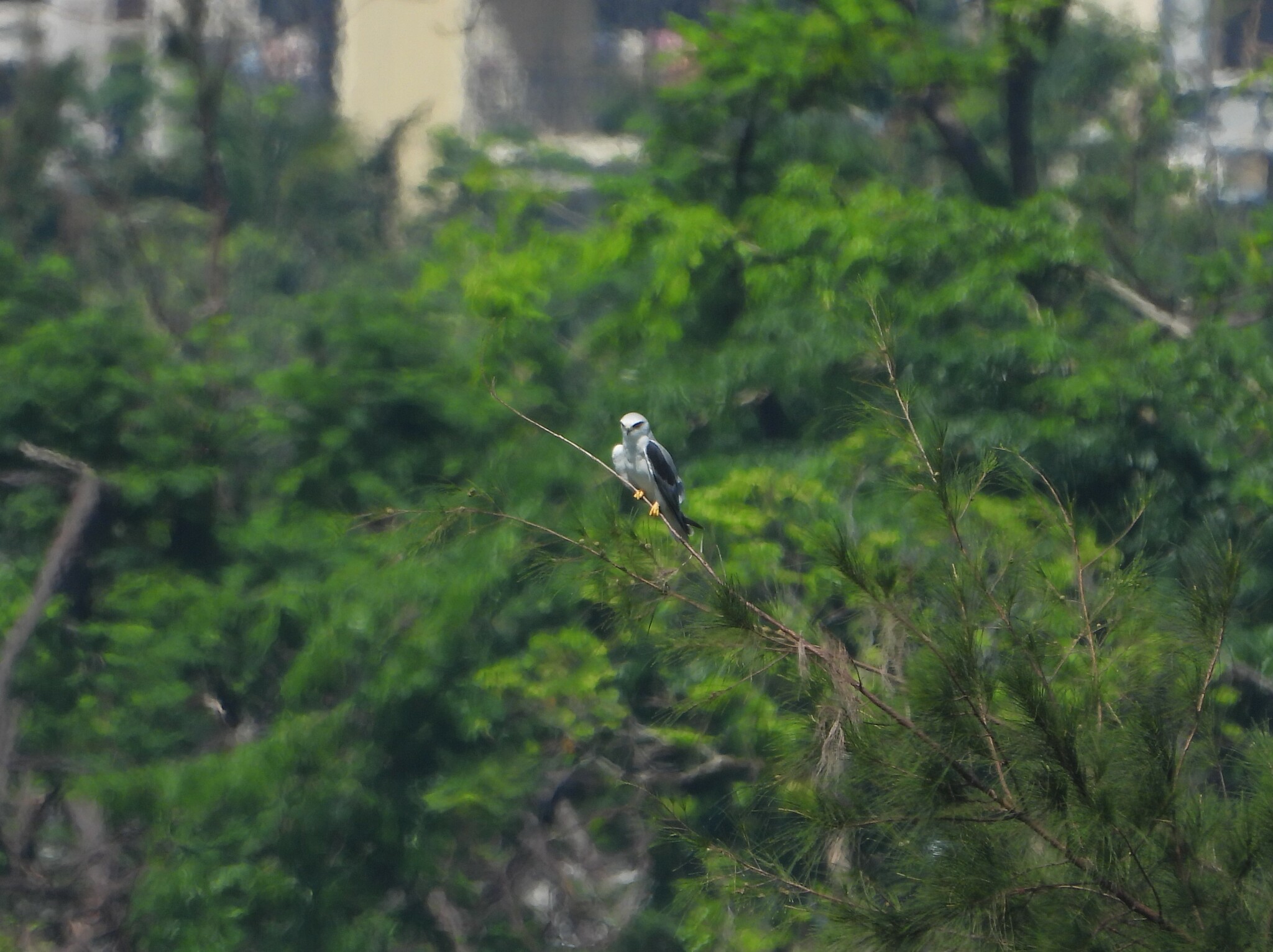 Black-winged Kite