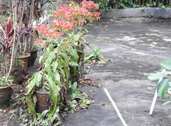 Kalanchoe gastonis-bonnieri