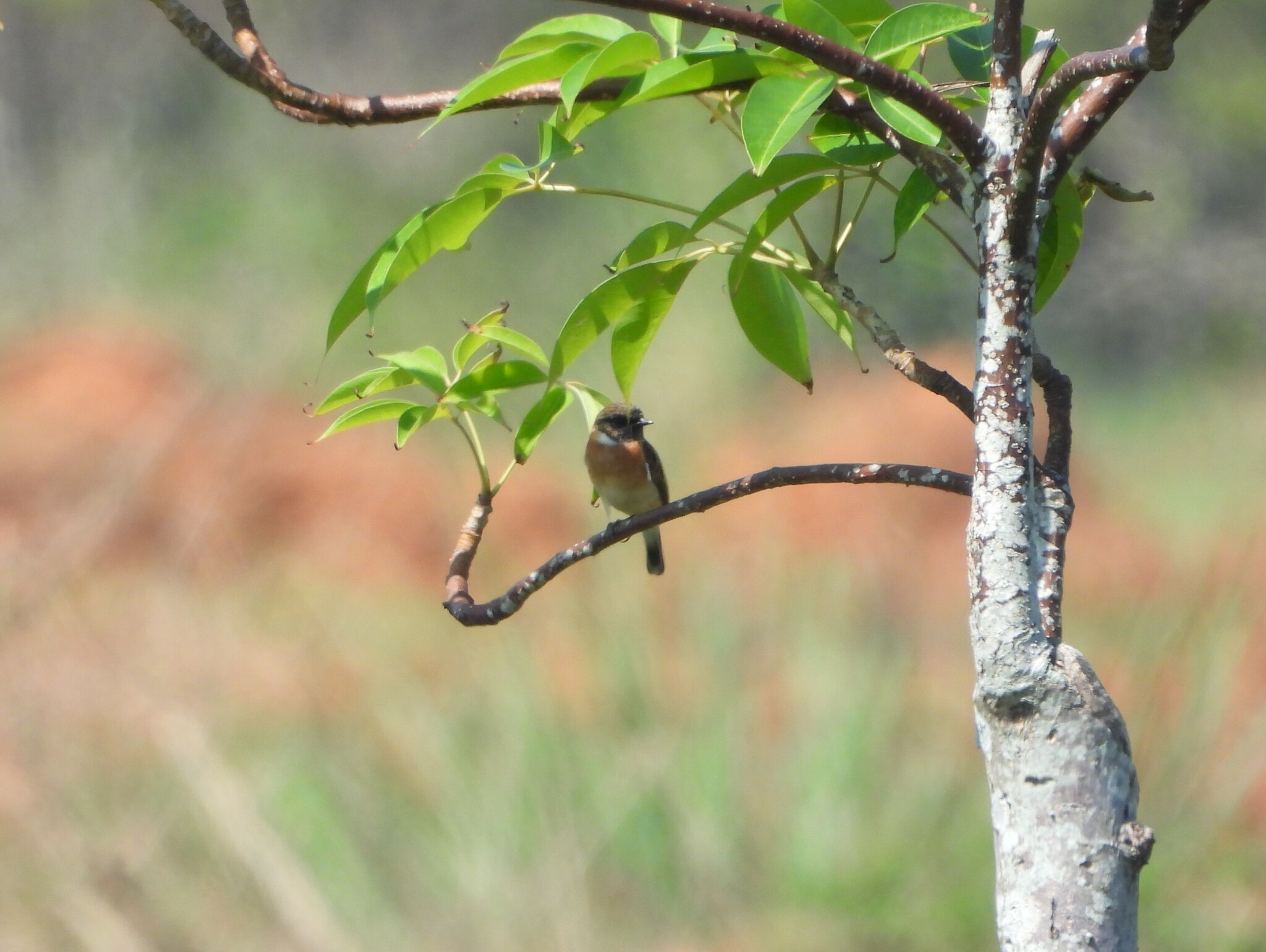Siberian Stonechat
