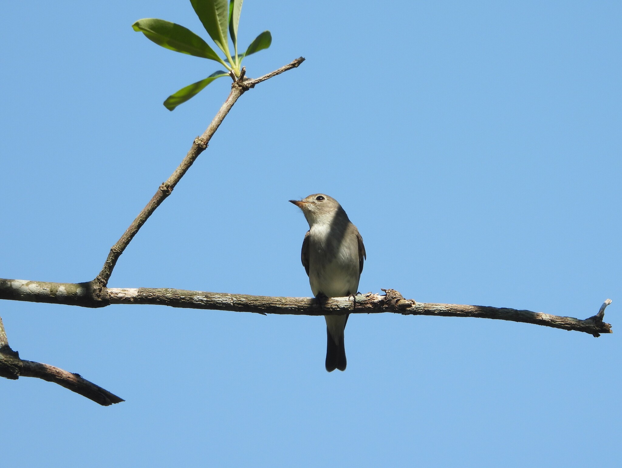 Asian Brown Flycatcher