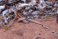 Chalarodon madagascariensis