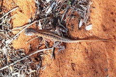 Chalarodon madagascariensis