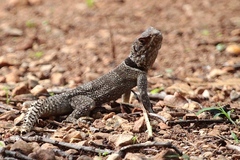 Oplurus cyclurus