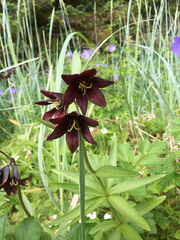 Fritillaria camschatcensis