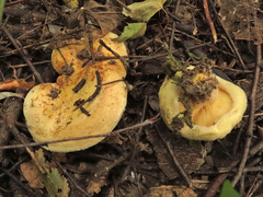Paxillus rubicundulus