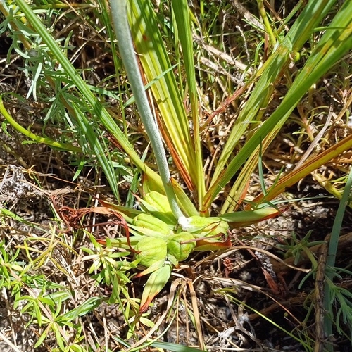 Image of Babiana ringens by (c) Martjie Fia Fourie, some rights reserved (CC BY)
