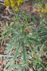 Lupinus croceus