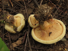 Paxillus rubicundulus