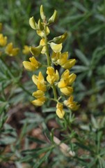 Lupinus croceus