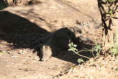Crocodylus johnstoni
